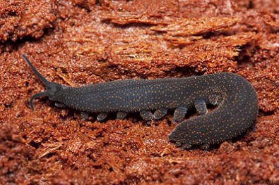 en28-peripatus-01.jpg