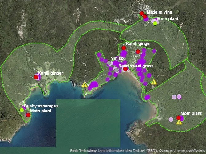   Current distribution of kahili ginger in Okupu. Green polygons are weed control areas, expanded to an area that is 500m from the previous find (Credit: Screenshot from RURU Desktop Workbench)  