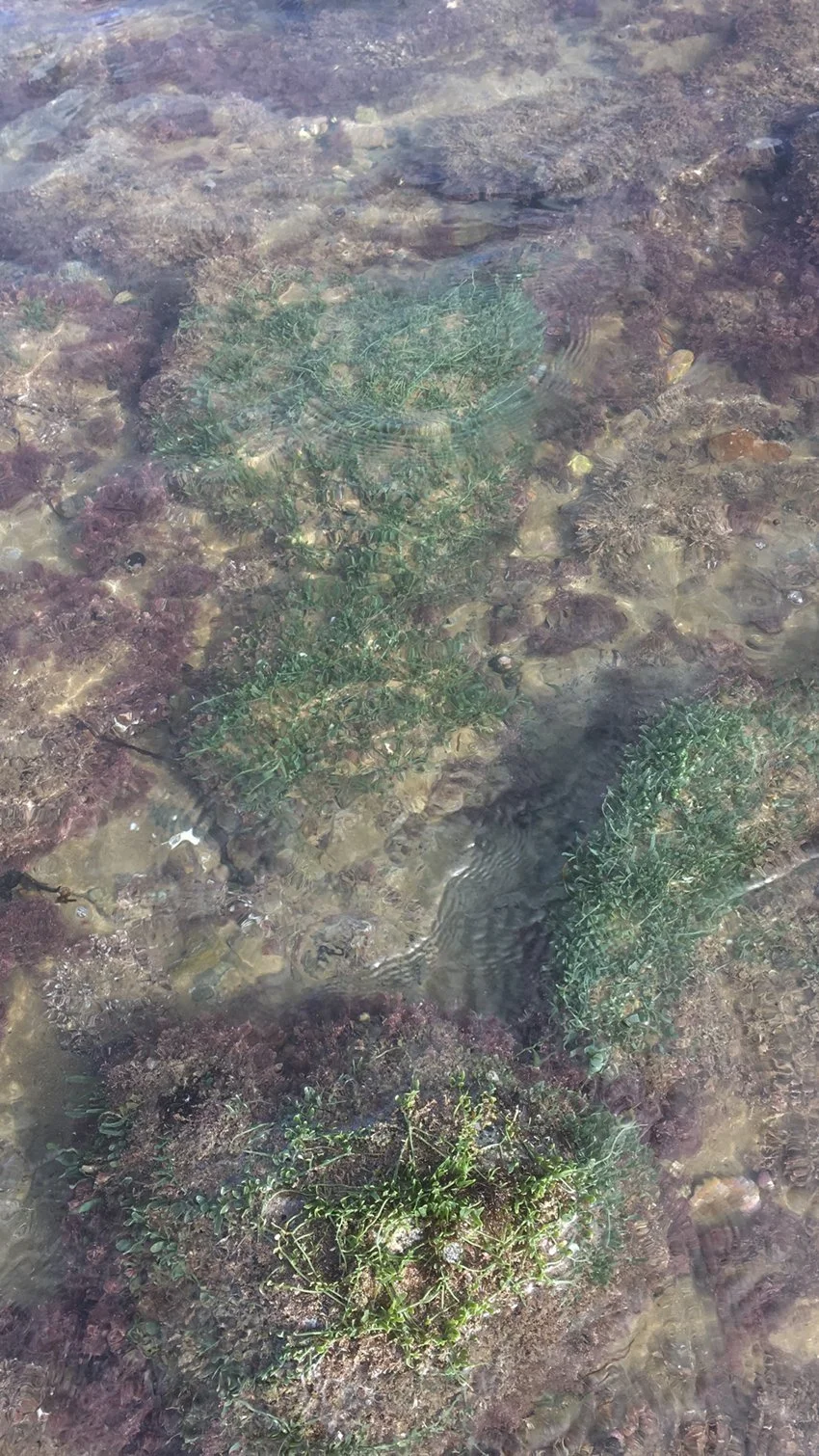   Non-native Caulerpa brachypus on edge of Blind Bay Harbour (Credit: Jack Warden)  