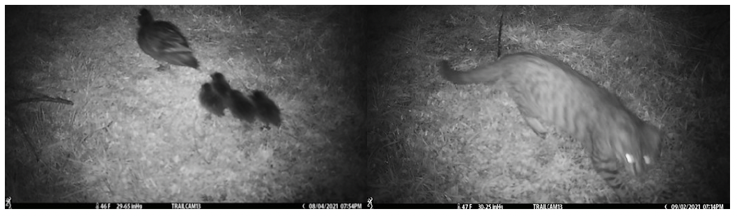   Pāteke pathway monitoring. (a) adult pāteke with 4 ducklings. (b) cat captured using the same pathway. (Credit: DOC Aotea)  