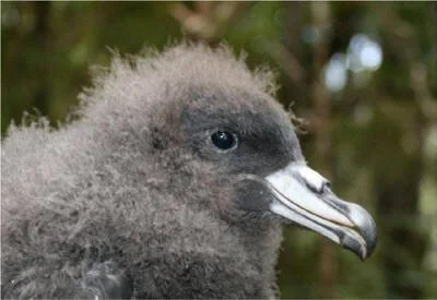   Black Petrel chick, April 2014 on Hirakimata, Great Barrier Island. Photo: Pip Watson, University of Waikato  