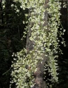   Flowers of kohekohe grow directly from the trunk and branches (Credit: C. Pams)  
