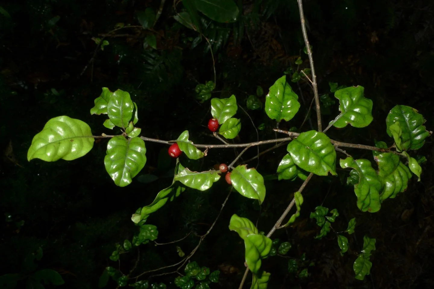 en47-toropapa-hidden-in-the-forest-03.jpg