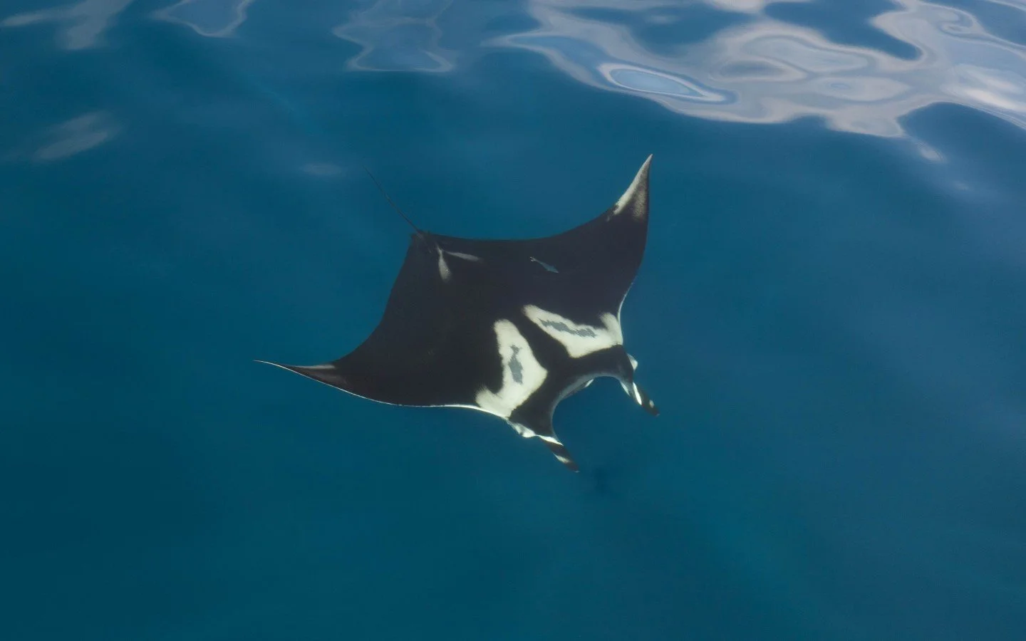   Oceanic manta ray (Credit: Edy Setyawan)  