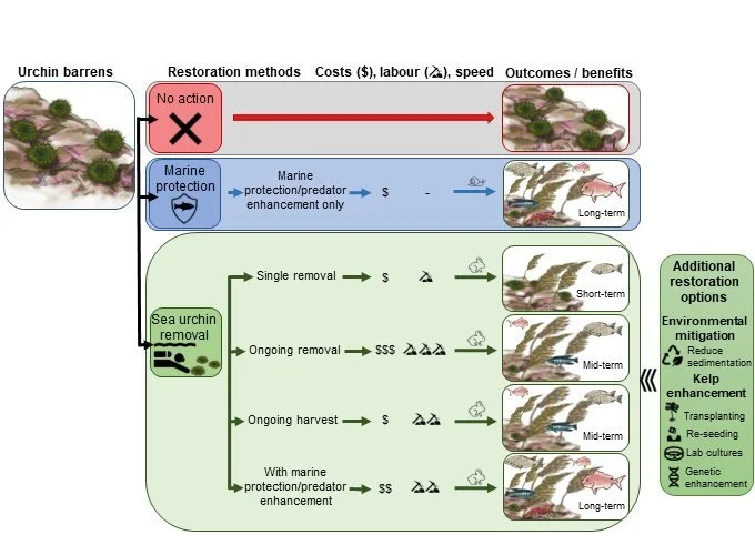   Restoration options for kina barrens (Image: Miller et al. 2022)  
