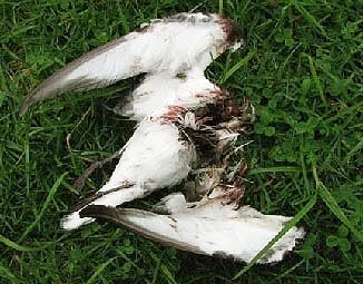 Cooks Petrel (John Ogden)