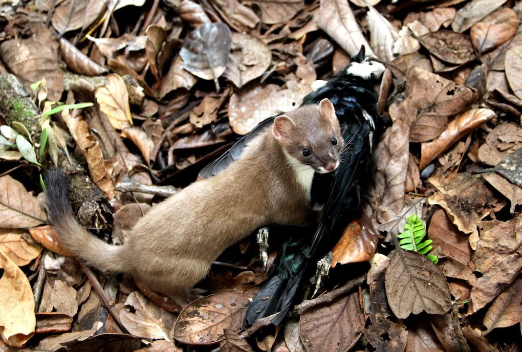   Stoat with dead tūī (Credit: Andrew Veale)  