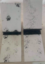  Monitoring card showing cat, rat and mice paw prints (Credit: Lotte McIntyre)  