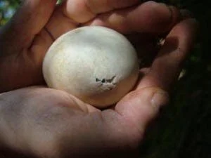   Petrel egg pipping. Photo: Biz Bell WMIL  