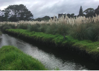   Wall of Pampas grass along a waterway in the wetland (Credit: Lotte McIntyre)  