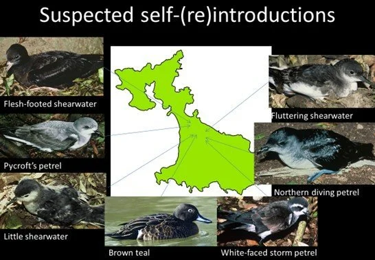   Figure 2 - Six species of seabird are suspected to have self (re)-introduced naturally to Ahuahu Mercury Island (Credit: P Corson)  