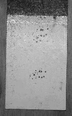 en21-post-eradication-monitoring-in-glenfern-02.jpeg