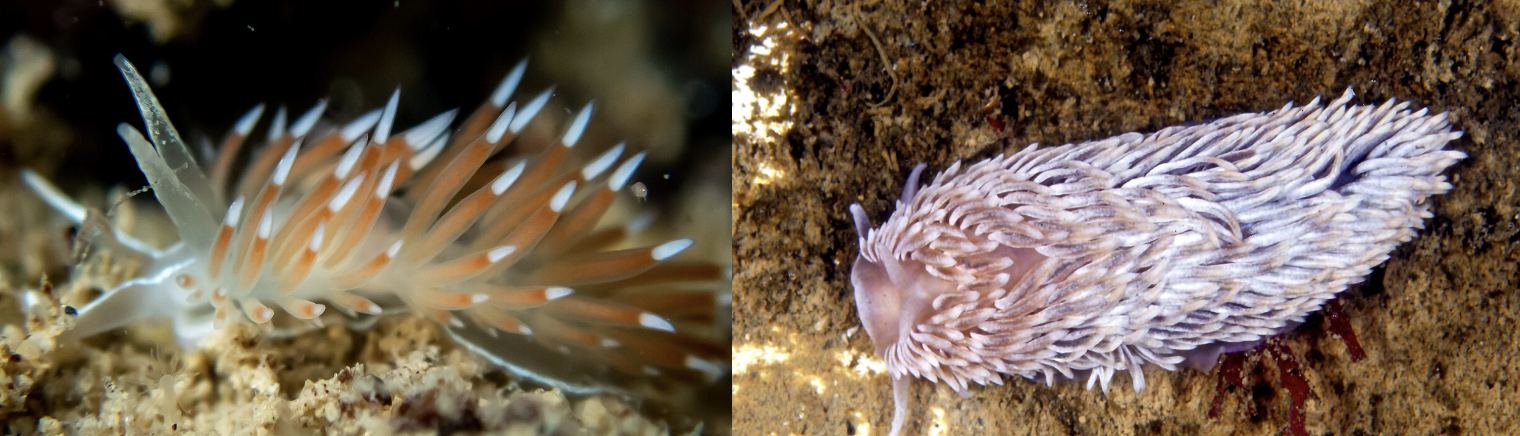en52-nudibranchs-04.png
