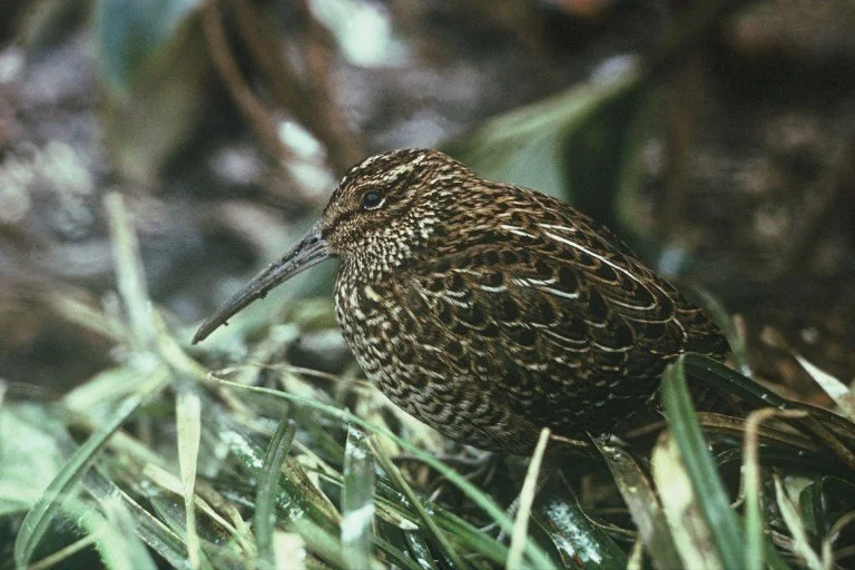   Stewart Island snipe, now extinct, was last known from Big South Cape Island before the arrival of ship rats (Credit: Don Merton/DoC)  