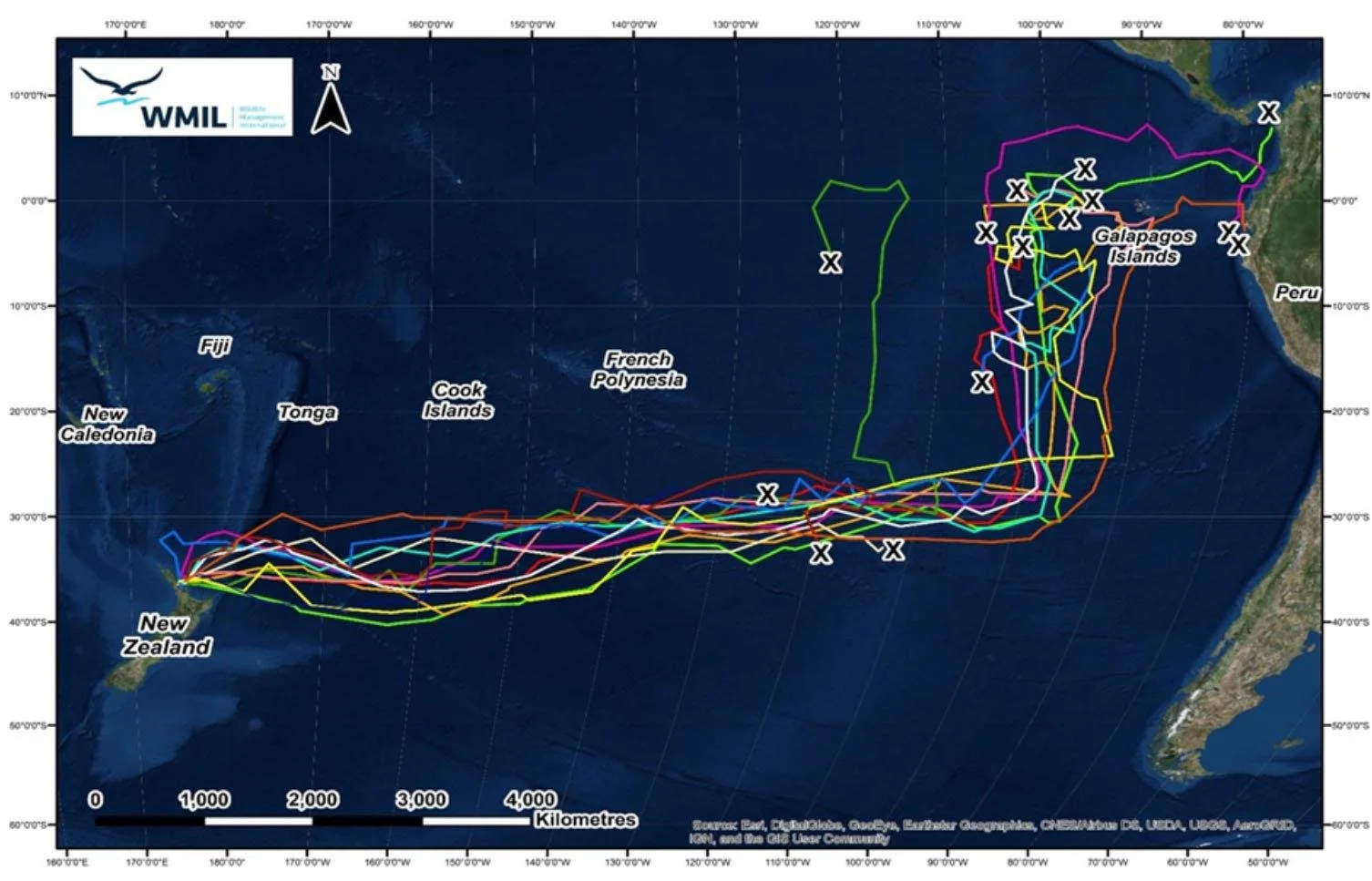   Figure 2: GPS tracks for black petrel ﬂedging from the Hirakimata colony on Aotea|Great Barrier Island, showing the migration path to the eastern Paciﬁc Ocean taken by young birds in their ﬁrst months of life (8).  