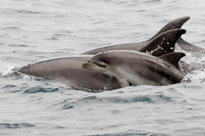 Bottlenose dolphins around Aotea: Bottlenose dolphin with neonate off Whangaparapara (Credit: Sarah Dwyer)