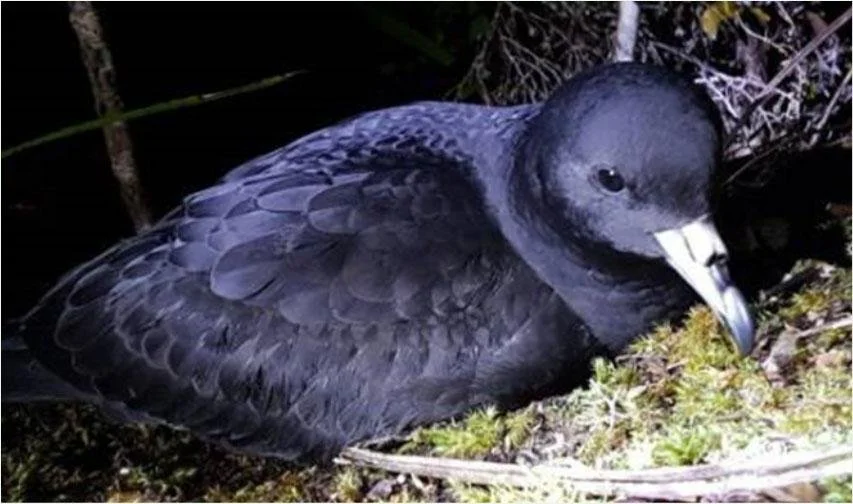   Black Petrel (Credit: WMIL)  