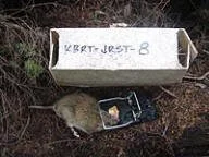 en24-pest-projects-on-great-barrier-01.jpg