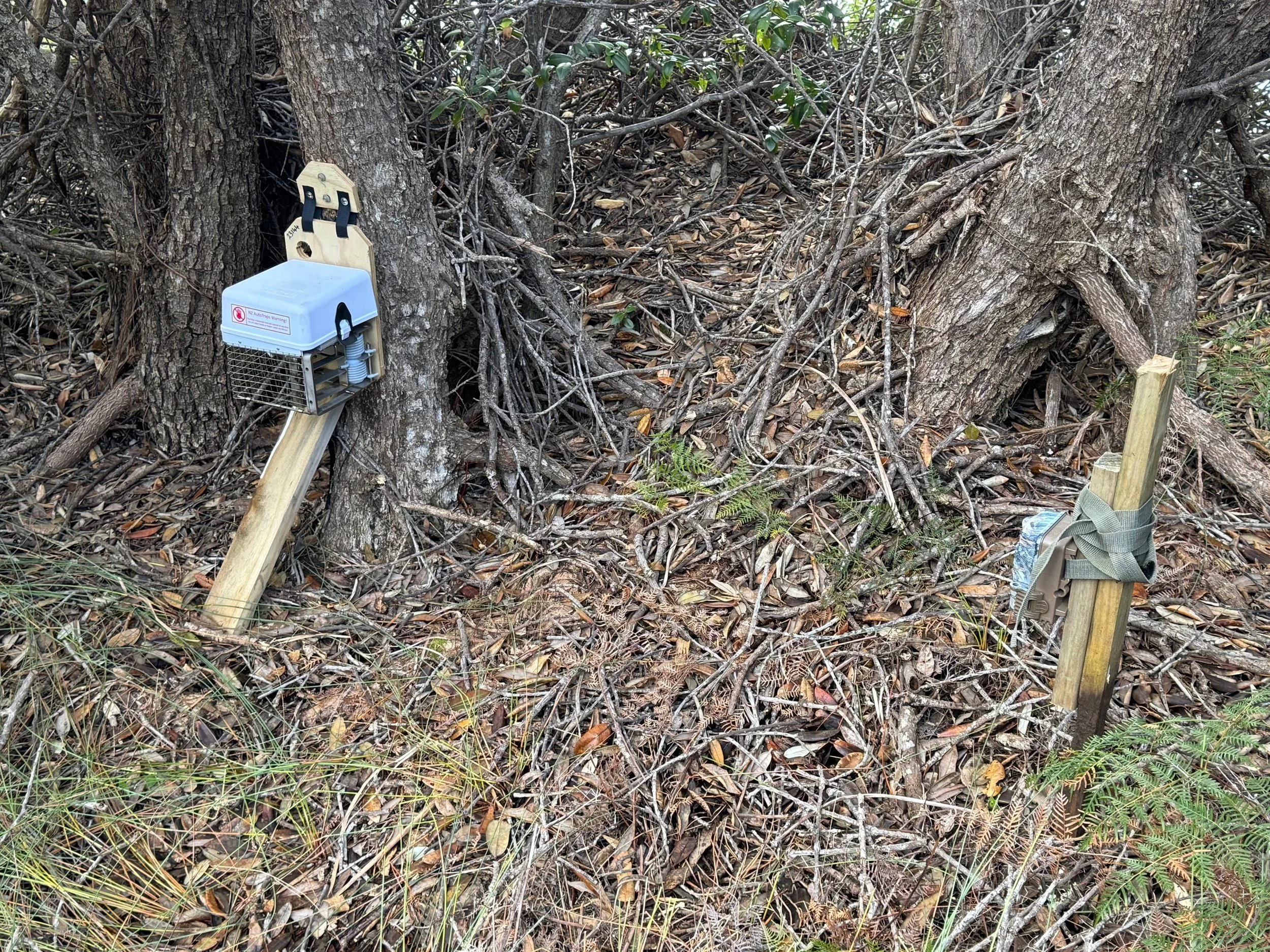   AT220 set up at ōi | grey-faced petrel colony at Awana (Credit: Barry Scott)   