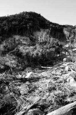  Massive slip on Hirakimata above the Mt Heale hut. Photo: IslandStay 