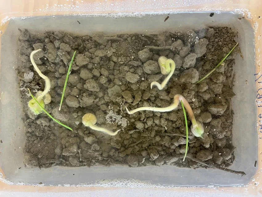   Testing for presence of P. agathidicida in soil by using lupin sprouts as bait to attract the motile zoospores (Credit: Richard Winkworth)  