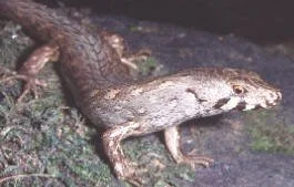 en12-chevron-skink-01.jpg