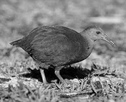   Lord Howe's iconic woodhen - focus of the mitigation effort.  