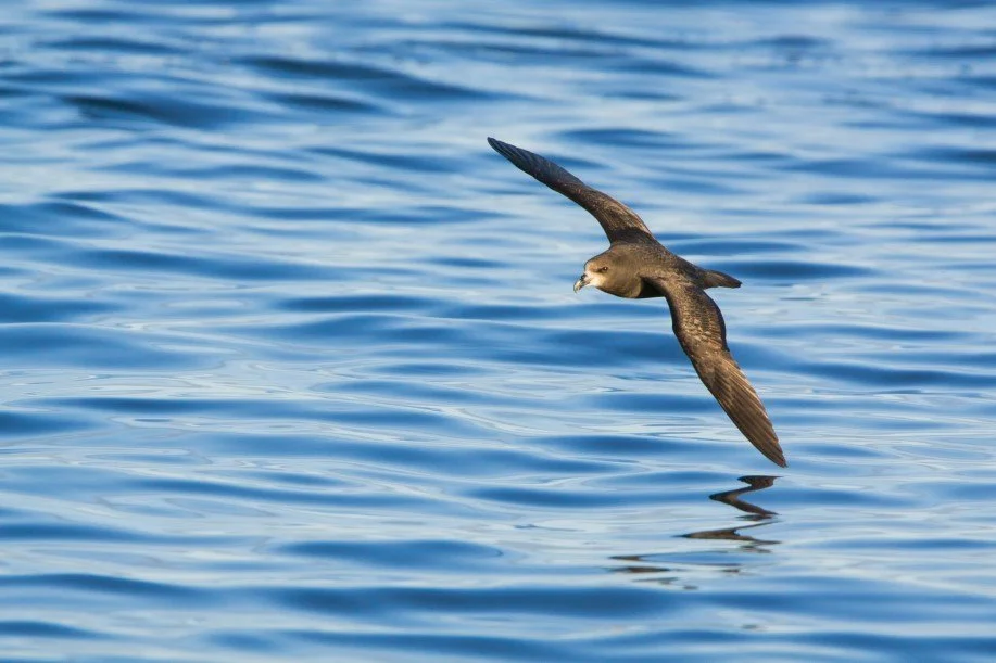   Grey faced petrel adult in flight (Credit: Neil Fitzgerald (neilfitzgeraldphoto.co.nz))  