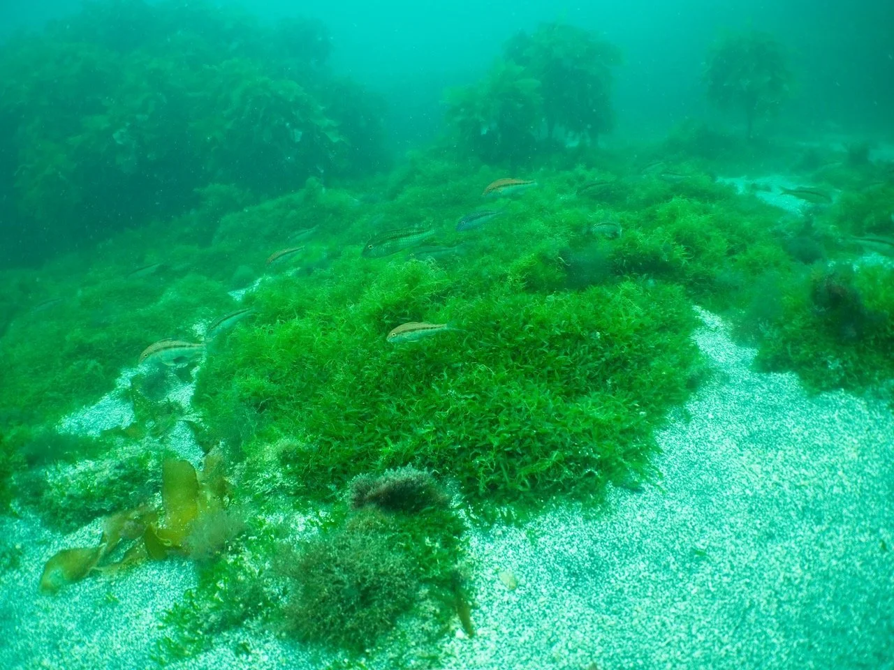   Prolific growth of caulerpa on the seabed of Schooner Bay, Aotea Great Barrier Island (Credit: Glenn Edney)  