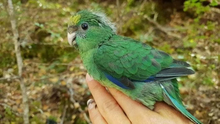   Juvenile orange fronted parakeet (kākāriki karaka) (Credit: Department of Conservation)  