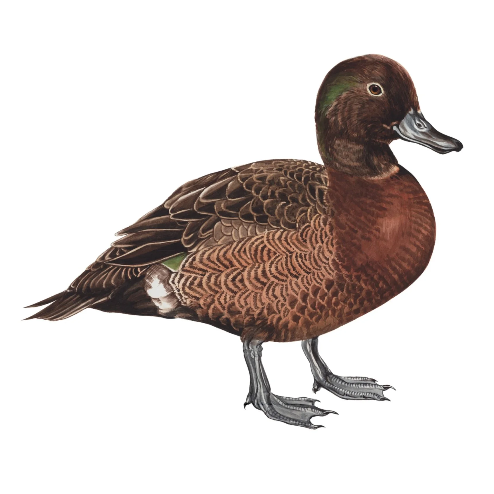 Pa%CC%84teke+-+Brown+Teal.jpg