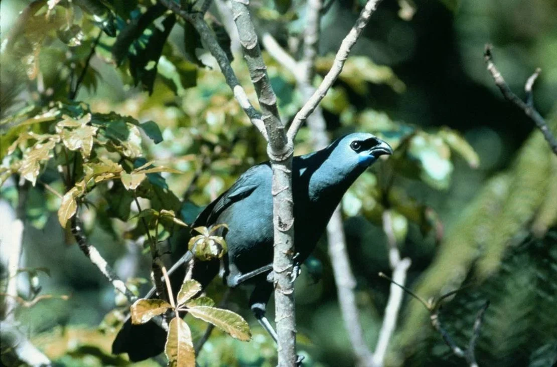   Kōkako  