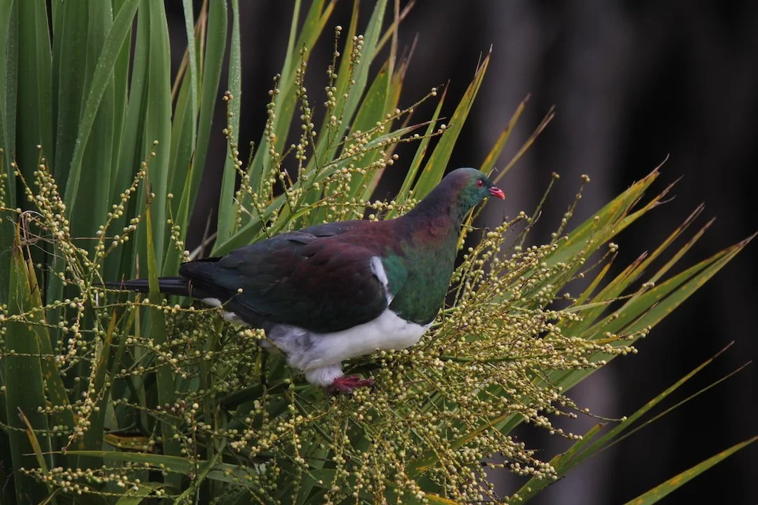   Kererū (Credit: Guy McIndoe)  