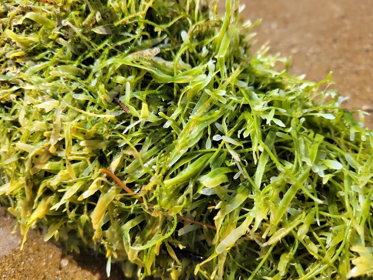   Caulerpa on the Beach at Okupu (Credit: Sidney Wales)  