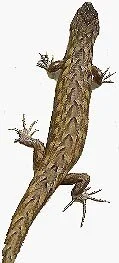 en17-lizard-research-at-windy-hill-01.jpeg
