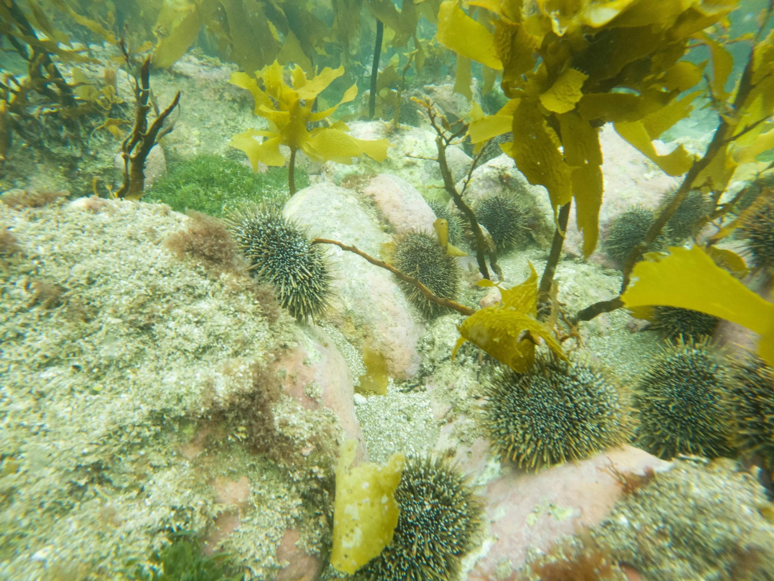   Exotic caulerpa encroaching into a developing kina barren on Aotea (Credit: Shaun Lee)  