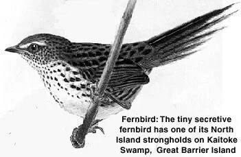 en06-the-birds-of-great-barrier-island-01.jpeg
