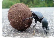  Rolling, rolling, rolling - a dung beetle at work preparing a repository for an egg which it will bury in the soil. 