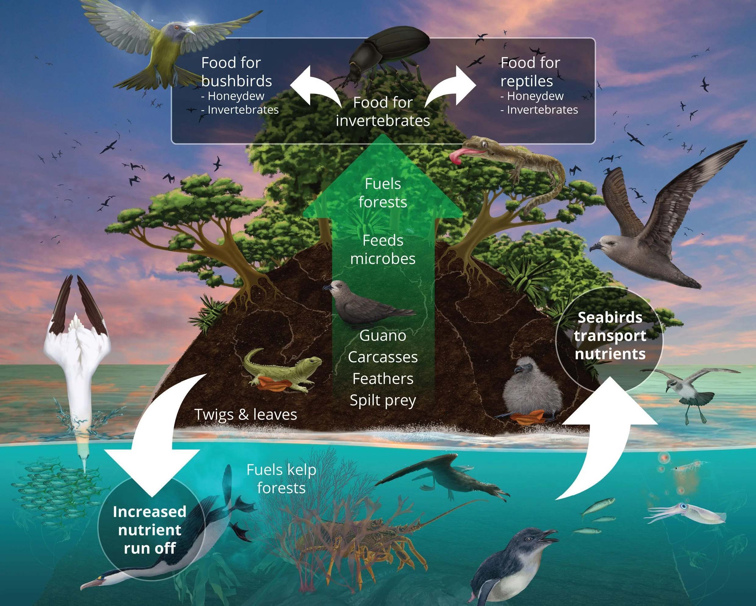   State of Our Seabirds - Circular Seabird Economy  