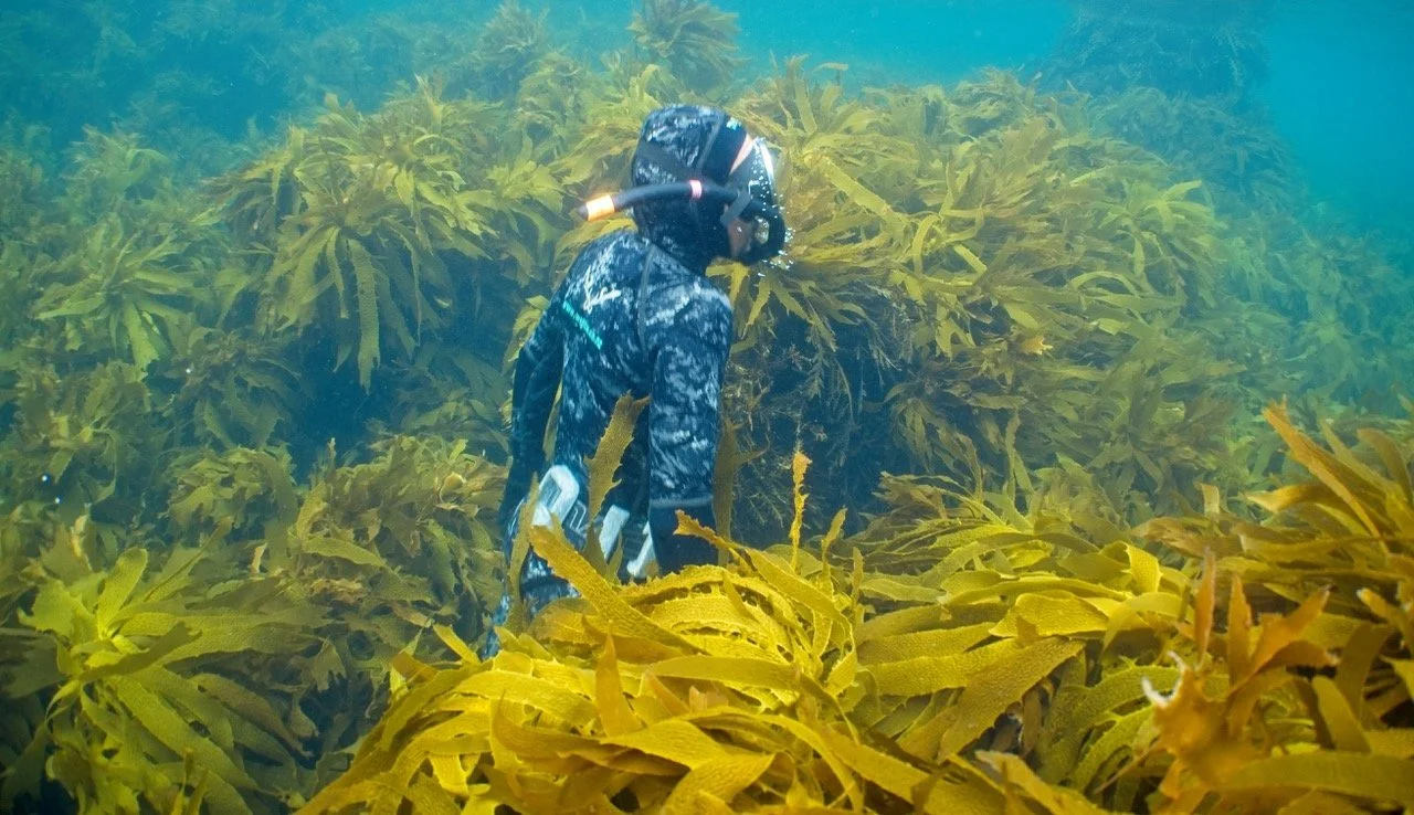   Victor Greenfield in Ecklonia kelp forests at Schooner Bay (Credit: Glenn Edney)  
