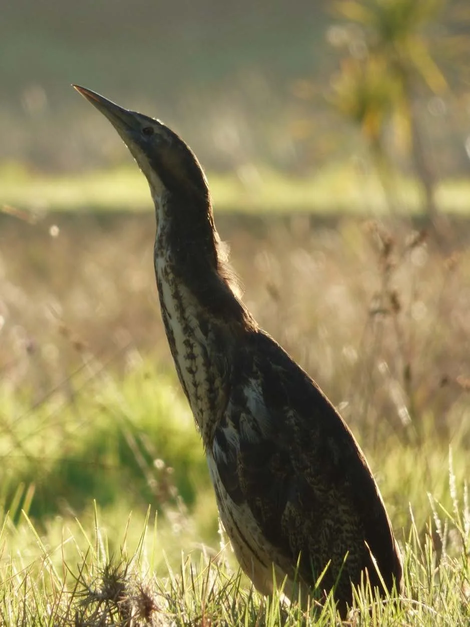   Bittern on edge of Oruawhero (Medlands) wetland (Credit: Mike Scott)  