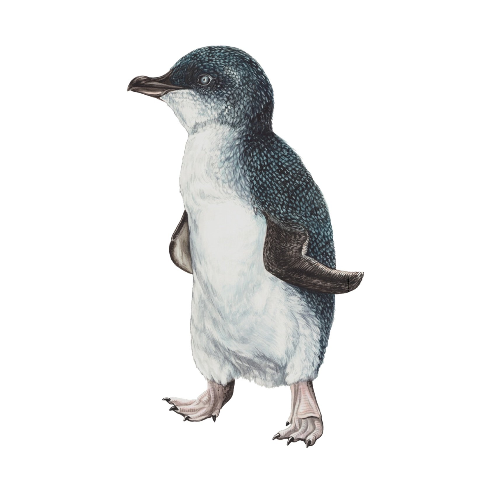 Korora%CC%84+-+Little+Blue+Penguin.jpg