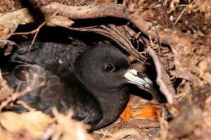  Adult petrel on burrow on Hirakimata (Mt Hobson) Photo: WMIL  