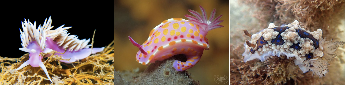 en52-nudibranchs-03.png