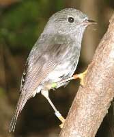 en09-north-island-robins-01.jpeg