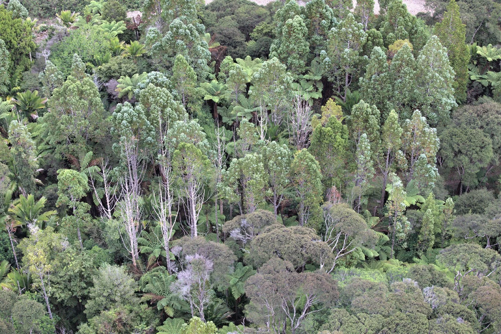  Kauri showing signs of dieback in the crown at Kaiaraara from helicopter aerial survey March 2020 (Credit: Wildlands Consultants and Auckland Council)  