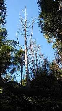 en25-kauri-dieback-04.jpeg