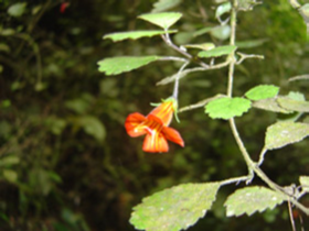  Taurepo (Rhabdothamnus solandri) is pollinated by native birds that are absent or rare from the mainland. Photo: W Bennett 