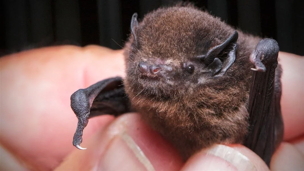   Long-tailed bats weight just 9-11 grams (Credit: Department of Conservation)  