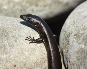 en38-aotea-island-of-lizards-11.jpg